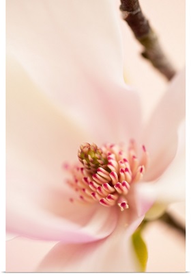 Spring Magnolia Blossom
