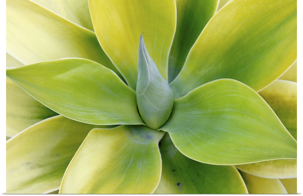 Close up photograph of the center of a green succulent plant with broad pointed leaves.