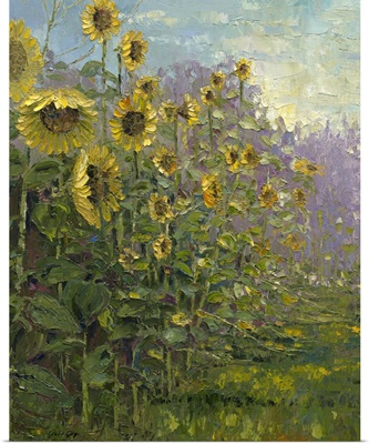 Sunflowers Sunrise