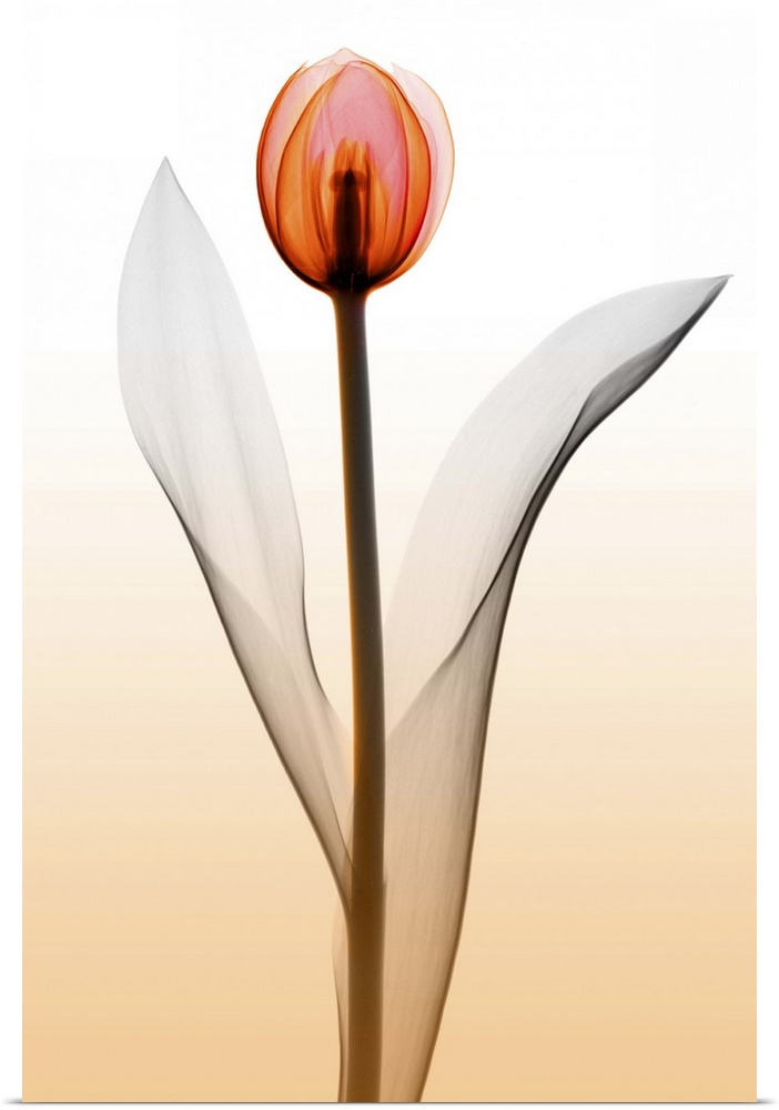 Fine art photograph using an x-ray effect to capture an ethereal-like image of a single tulip.