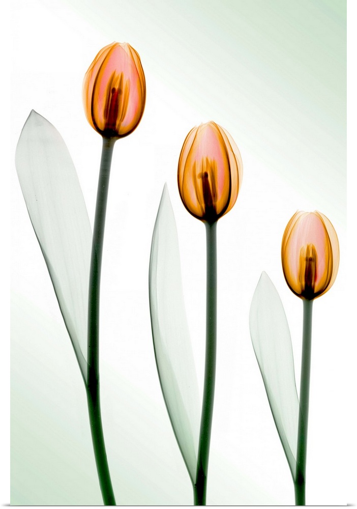 Fine art photograph using an x-ray effect to capture an ethereal-like image of tulips.