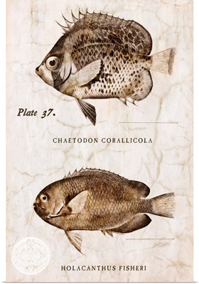 Vintage Fish II