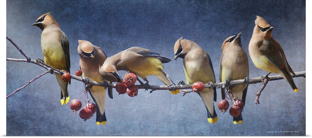 Contemporary artwork of a waxwings perched on a tree branch.