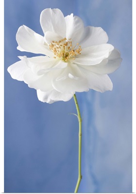 White Flower II