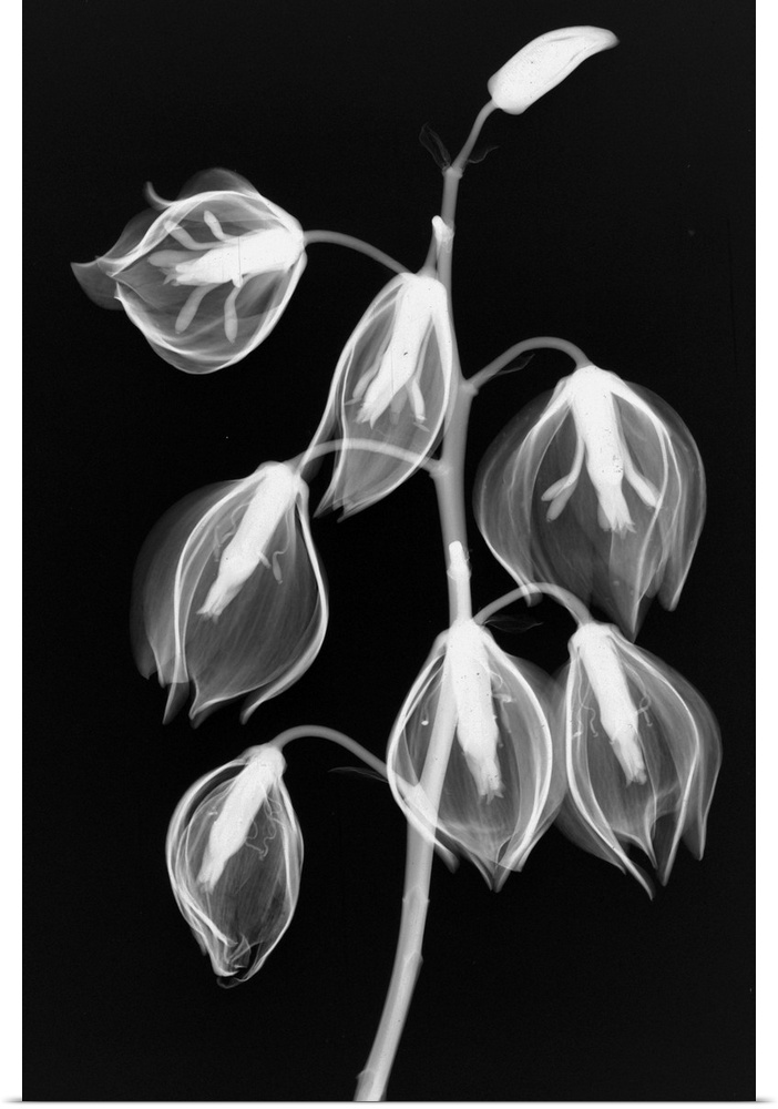 Fine art photograph using an x-ray effect to capture an ethereal-like image of yucca flowers.