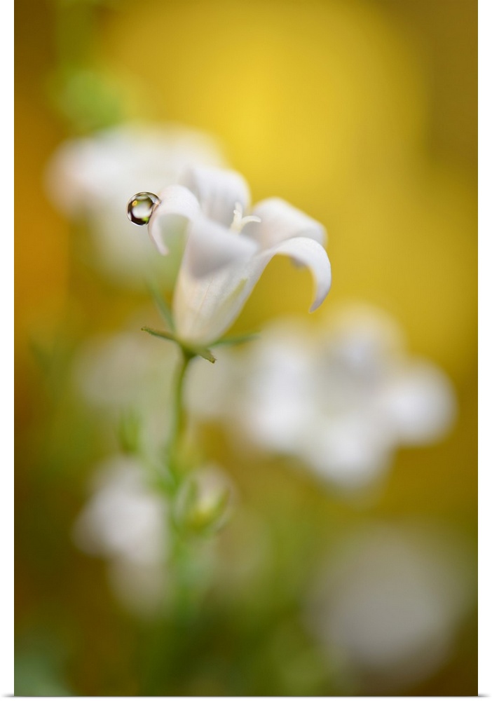 Soft focus photograph of white bell flowers and a single water droplet on one of the petals, with a yellow background.