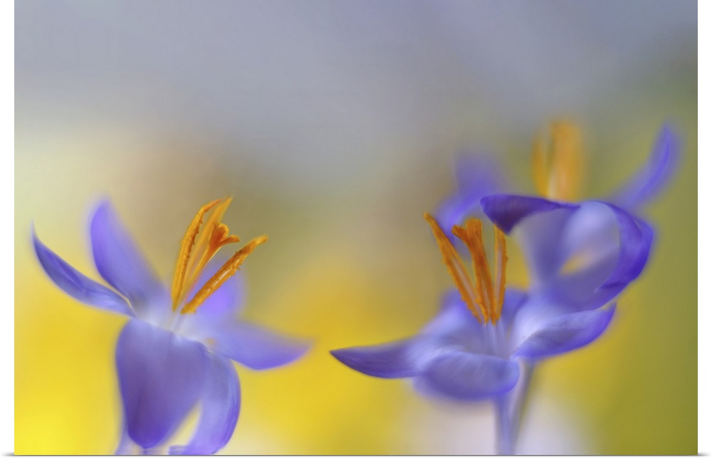 Two images of Crocus are placed together.