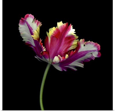 A Dramatic Single Red, Yellow, And White Tulip Close-Up