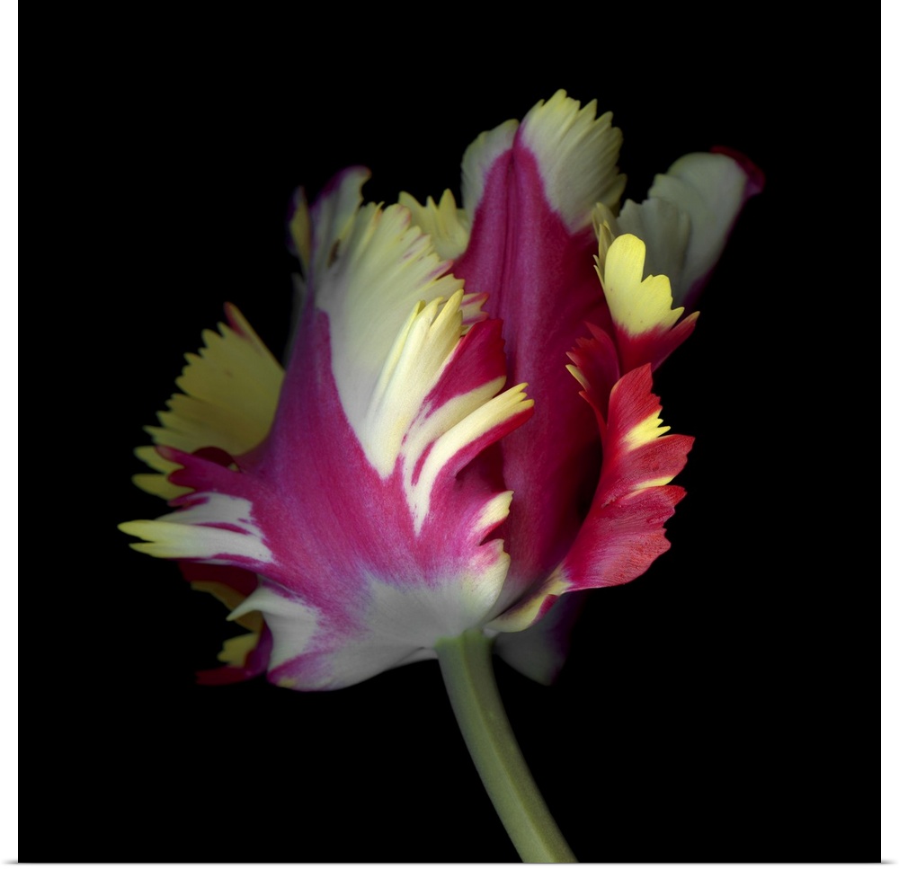 A Dynamic Composition Of A Pink, Yellow, And White Tulip