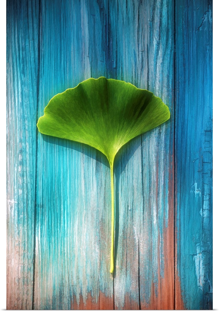 Photograph of a single green Ginkgo leaf resting on a distressed piece of wood with blue and white streaked paint chipping...