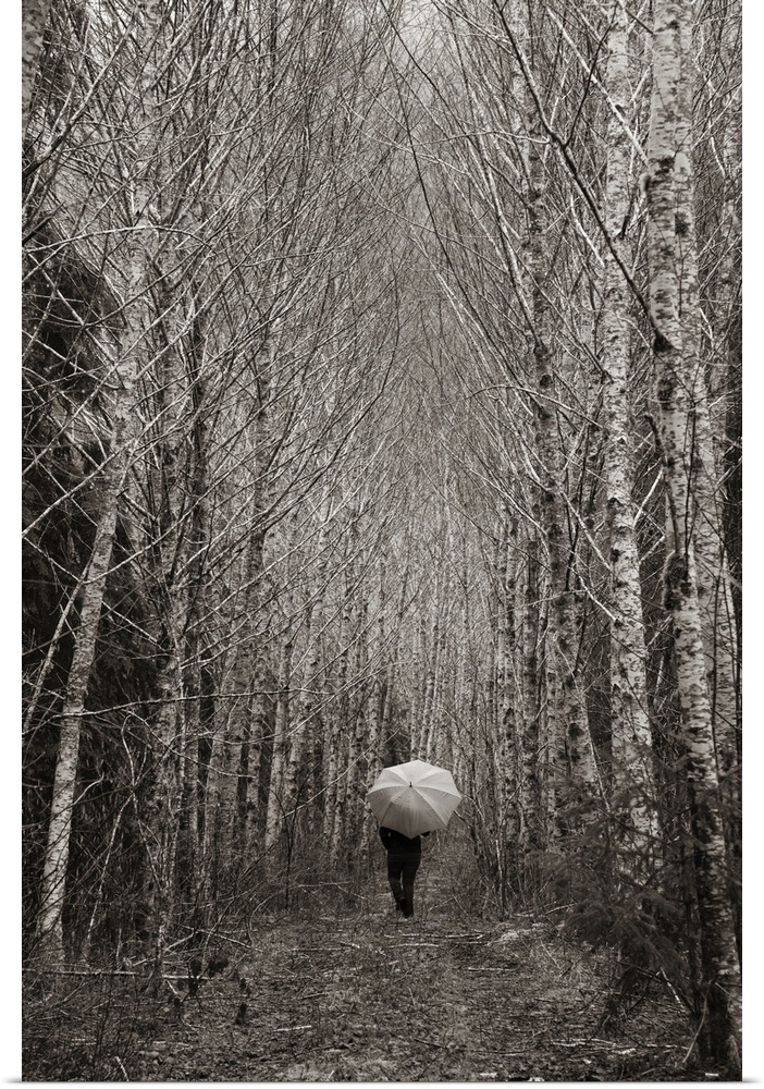 A person with an umbrella walks down a forest road in the Olympic Peninsula. Washington, USA