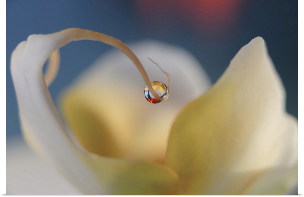 Macro photograph of a dew drop on the edge of a flower petal, reflecting a red flower that is in the distance.