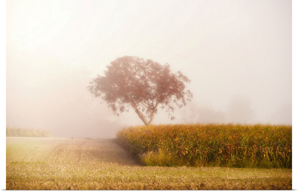 Fog in the countryside with a cornfield and a tree