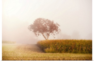 A Tree In The Mist