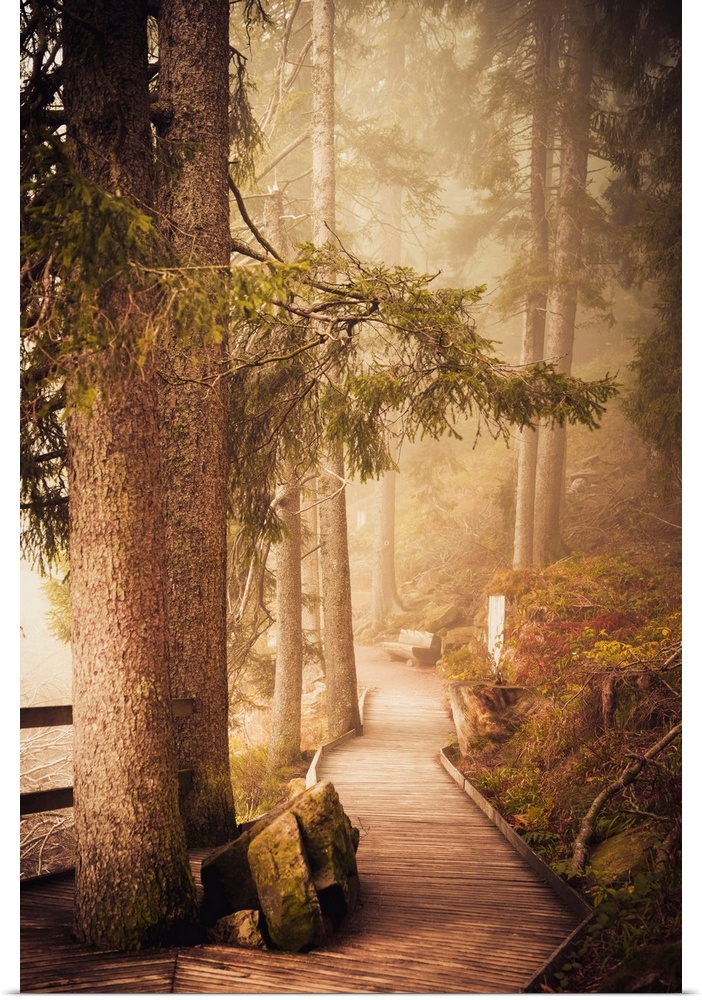 Wooden path in a misty forest