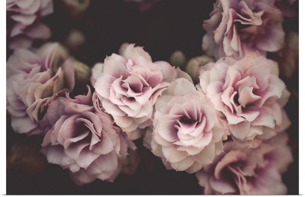 Dreamlike photograph of pink and white flowers clustered together on a dark background.