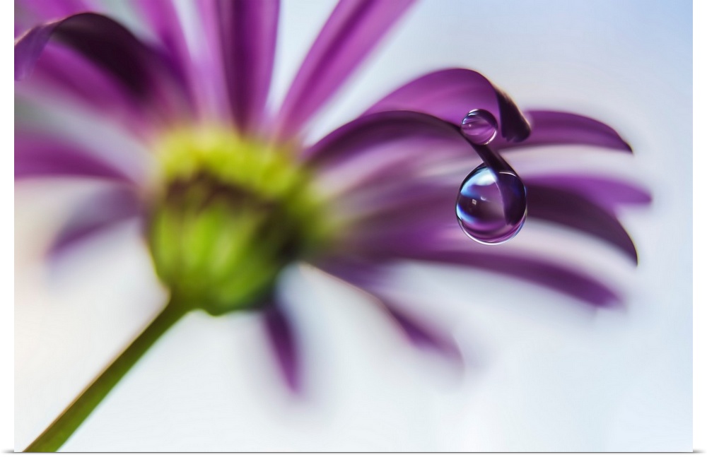 Macro photograph of a water droplet on a purple flower petal with a shallow depth of field.