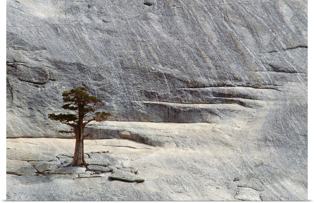 Junipers, Yosemite National Park, California, USA