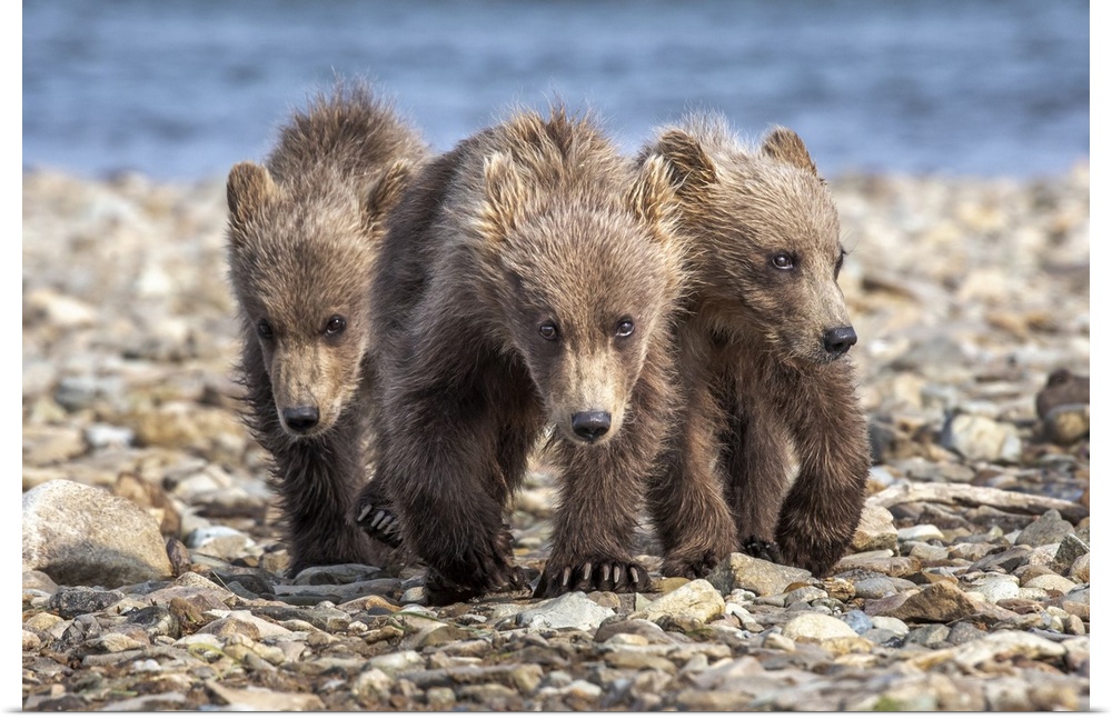USA, Alaska, Katmai National Park, Brown Bear (Ursus arctos)