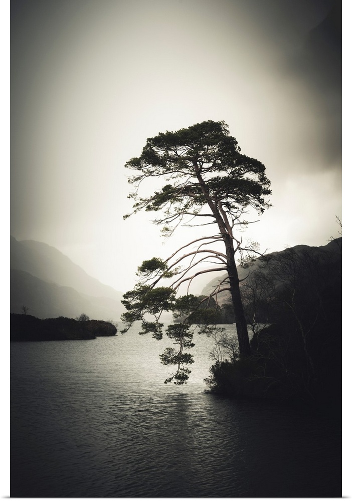 An old tree by a lake in Scotland in a stormy mood