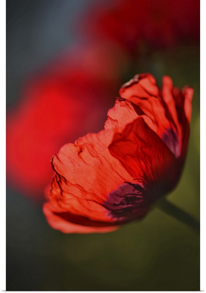 Closeup of a red poppy in my garden.