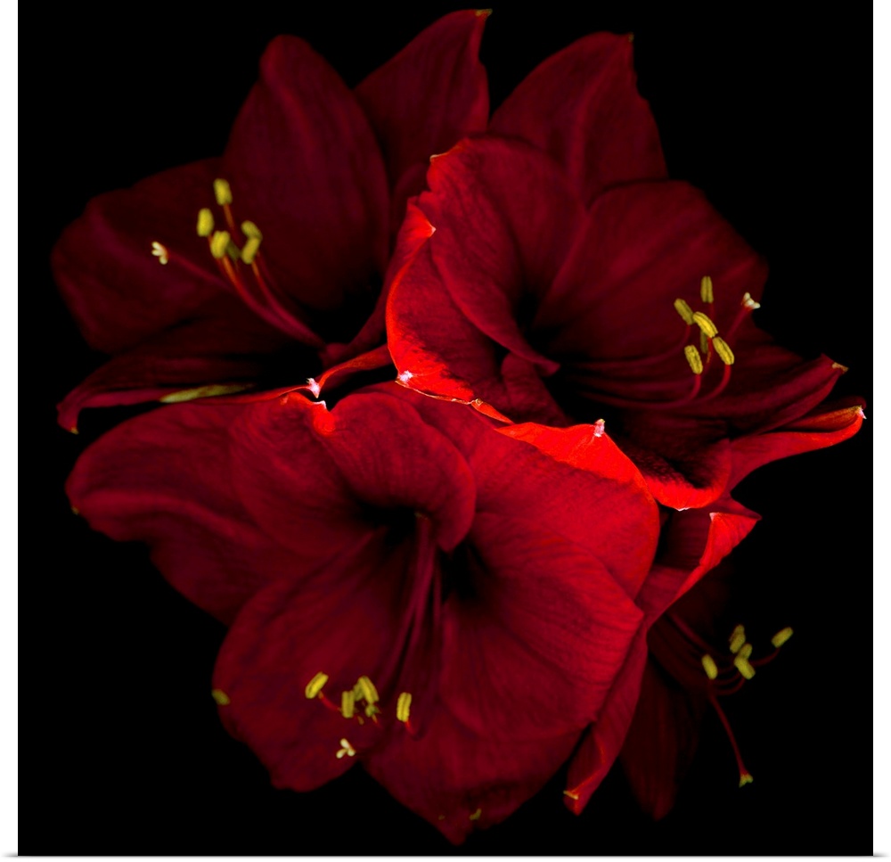 Beautiful red Amaryllis.