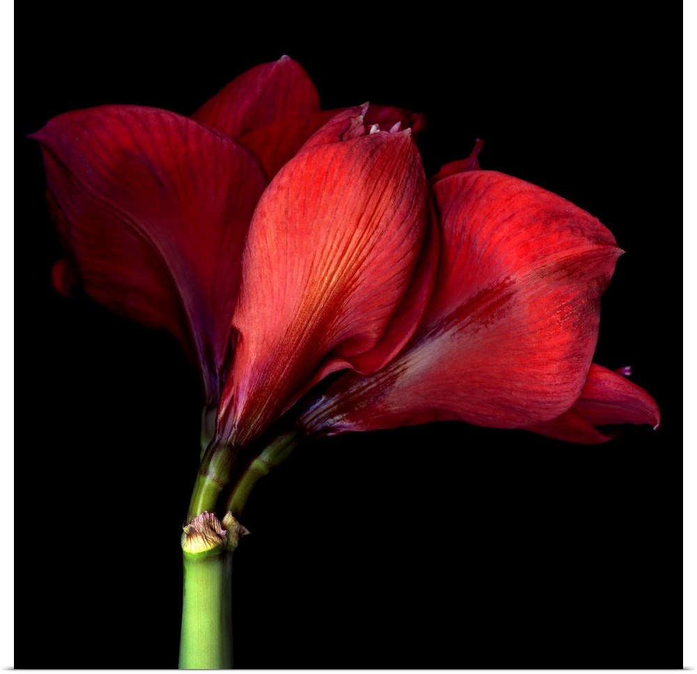 Beautiful red Amaryllis.