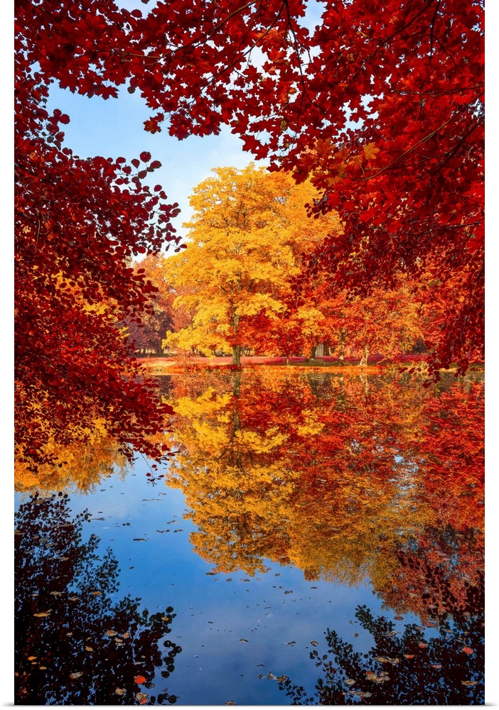 Reflection of trees in autumn around a pond
