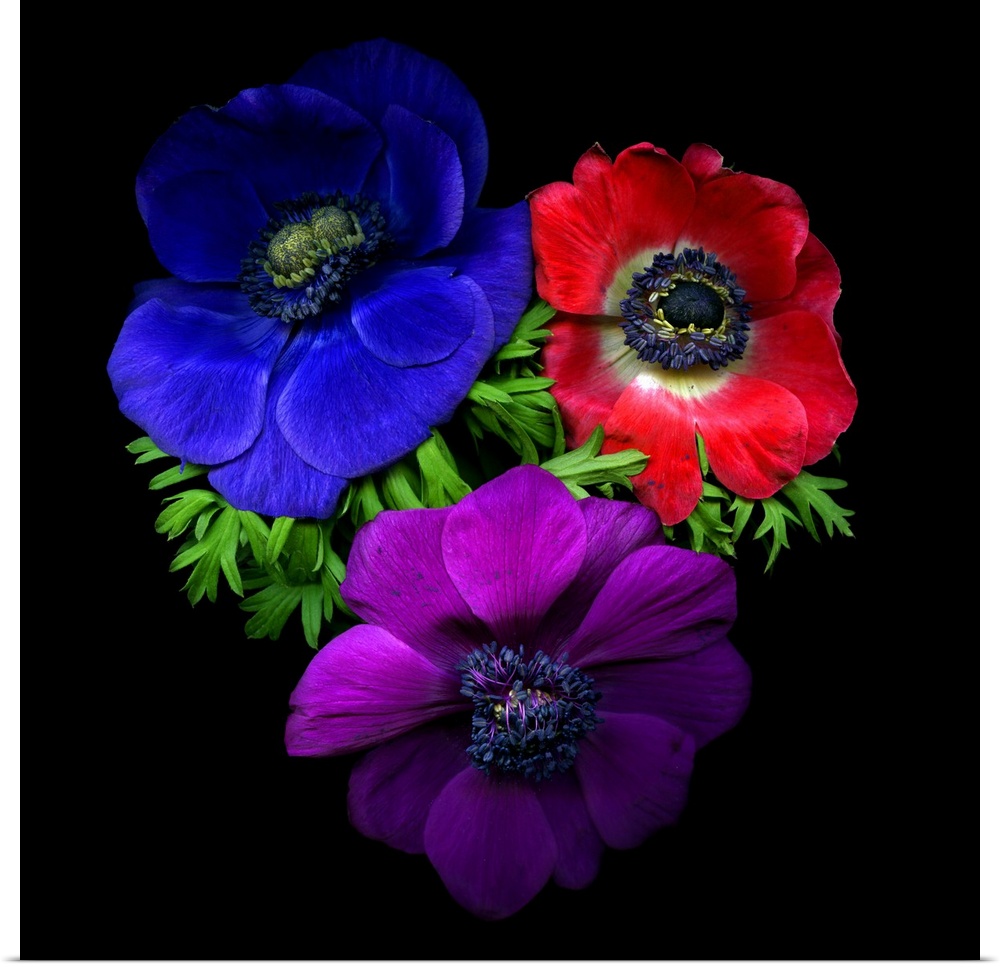 3 anemone flowers, blue, red and purple