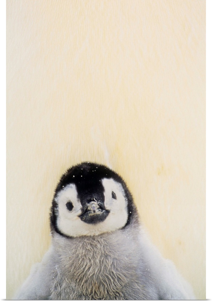 Big, vertical photograph of an Emperor penguin chick from the chest up, standing against the warmth of its parent, in Anta...