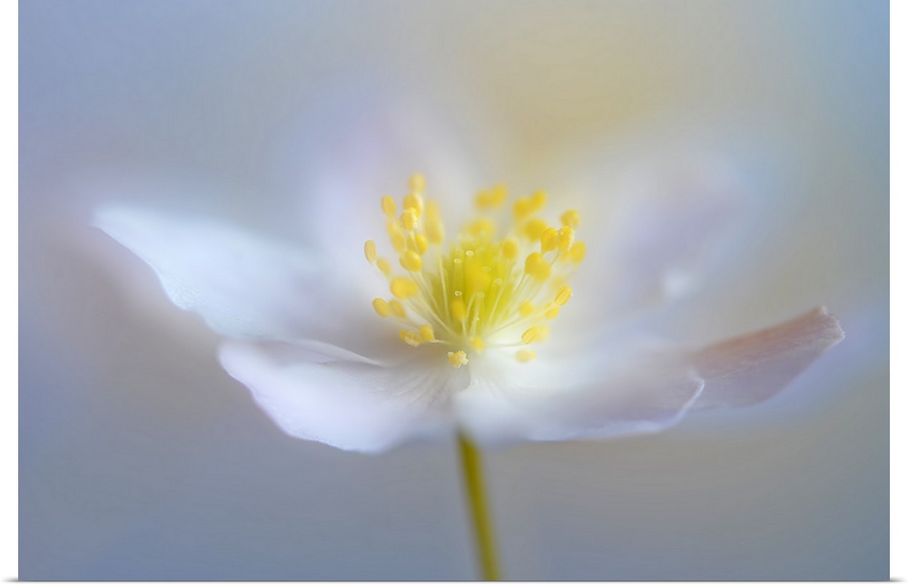 Soft focus macro image of a white flower with bright yellow in the middle.