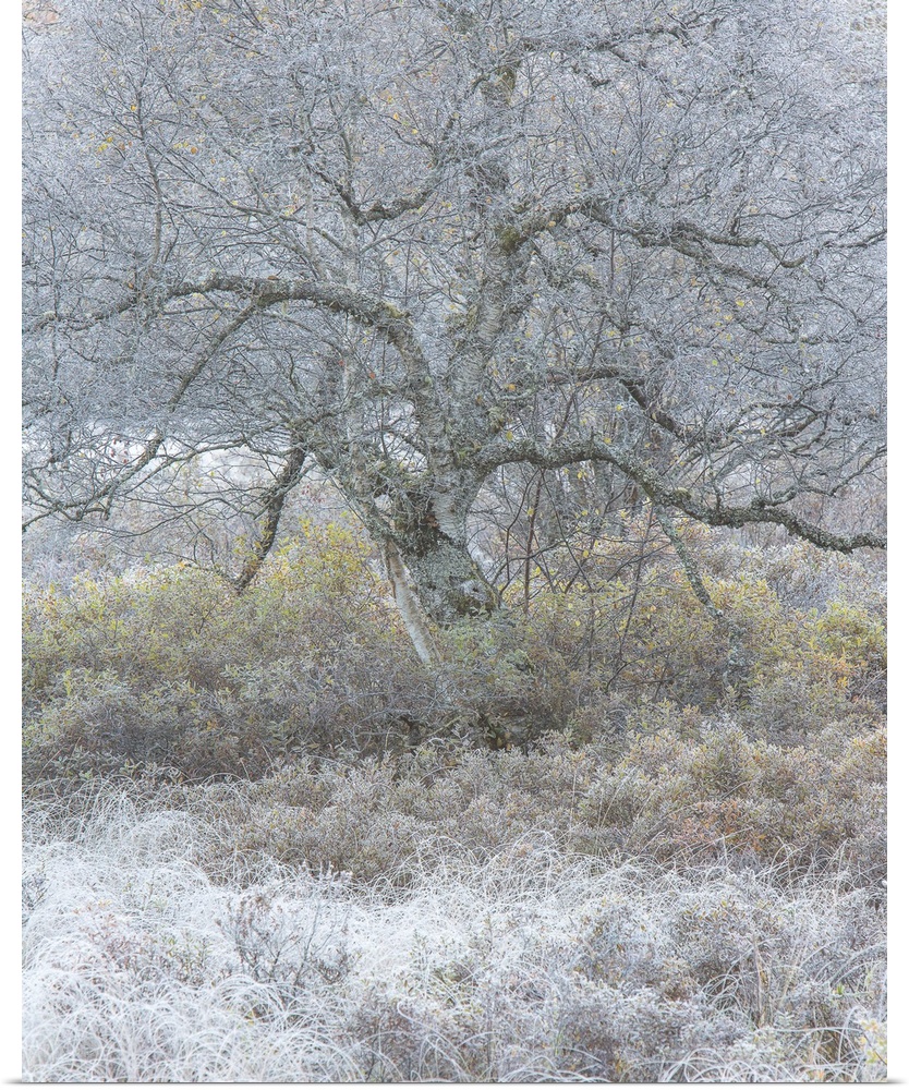 Bare tree with twisting branches in the winter with frost on the ground.