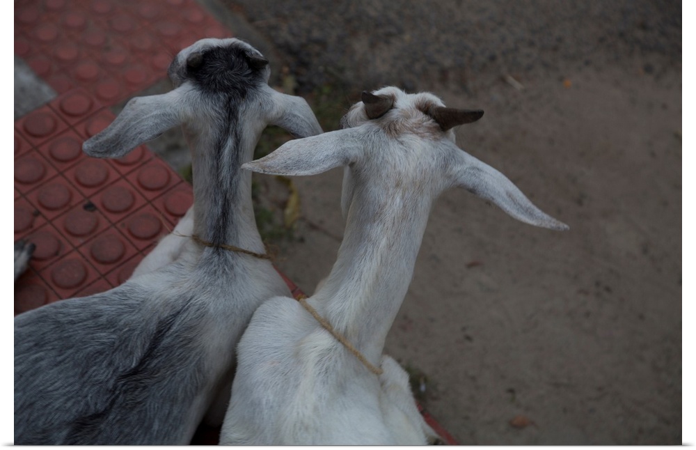 Photograph looking down at two goats named Anthony and Cleopatra, from the backside.