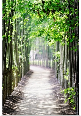 Arbor Path
