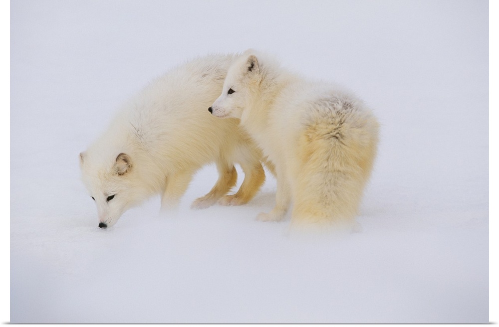 A pair of arctic foxes in their white winter coats, investigating the snow.