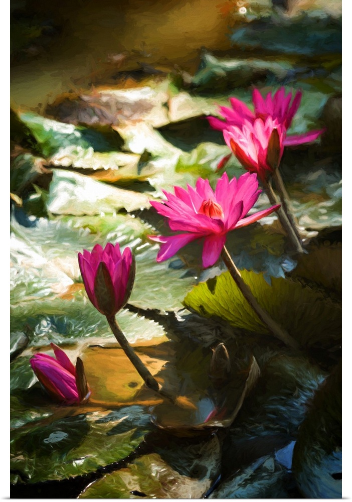 Water lily flowers between shadow and light