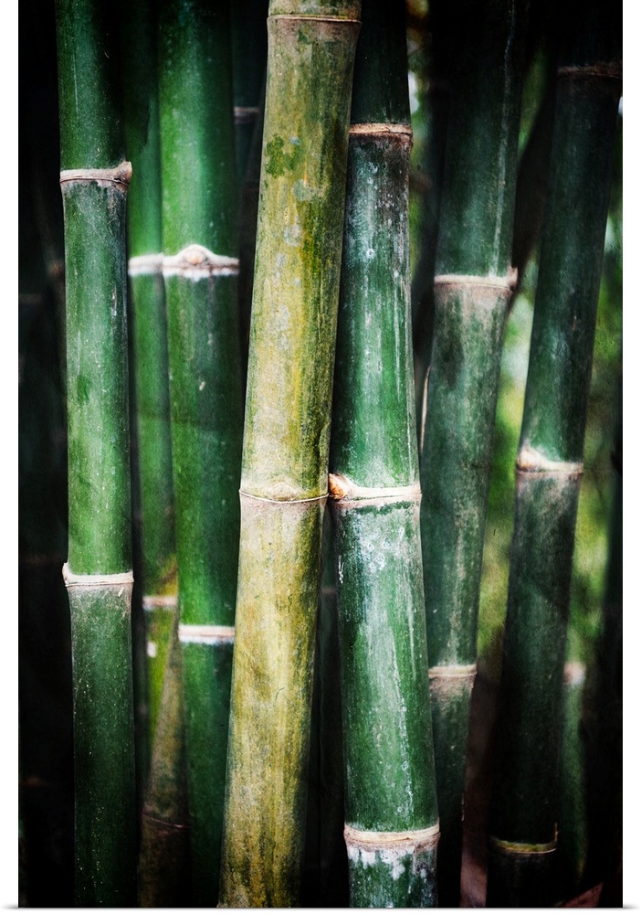 Green bamboo trees photographed close up