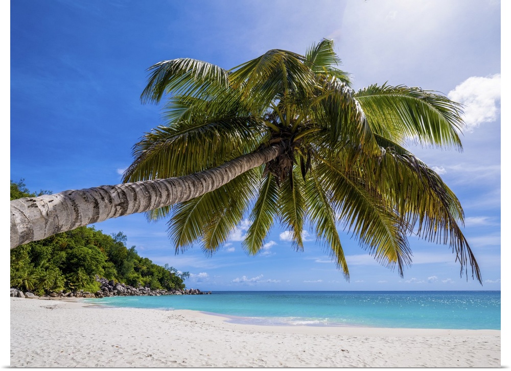 A typical lonely palm tree on a large Seychelles beach.