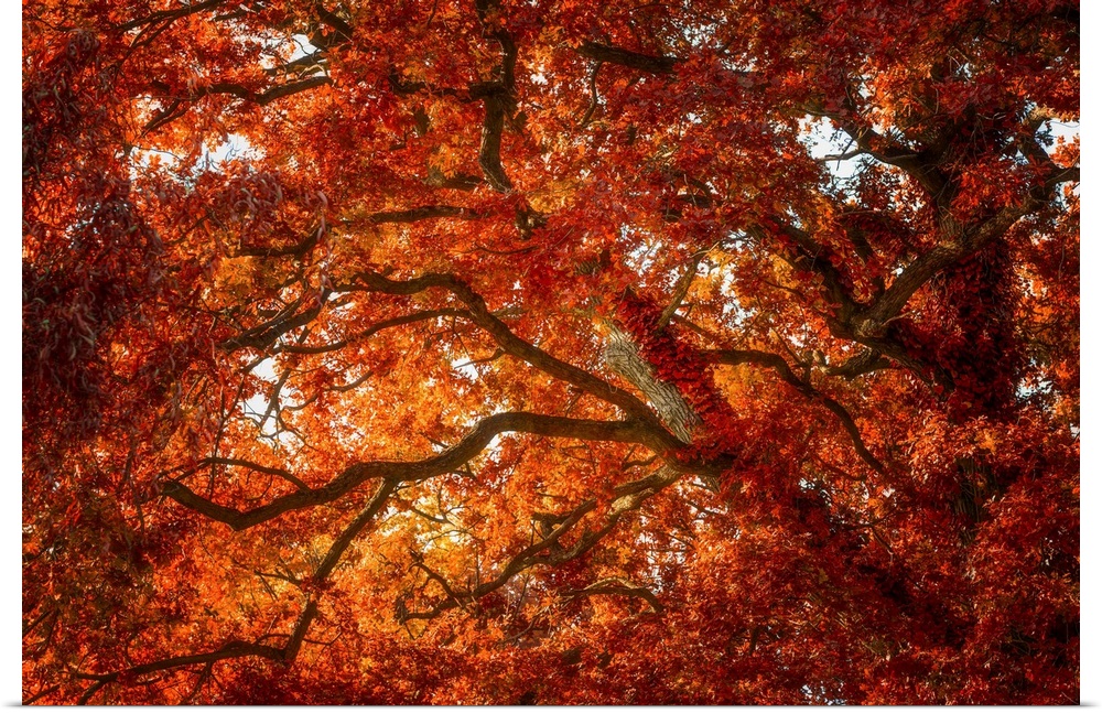 Red foliage of an oak tree in autumn