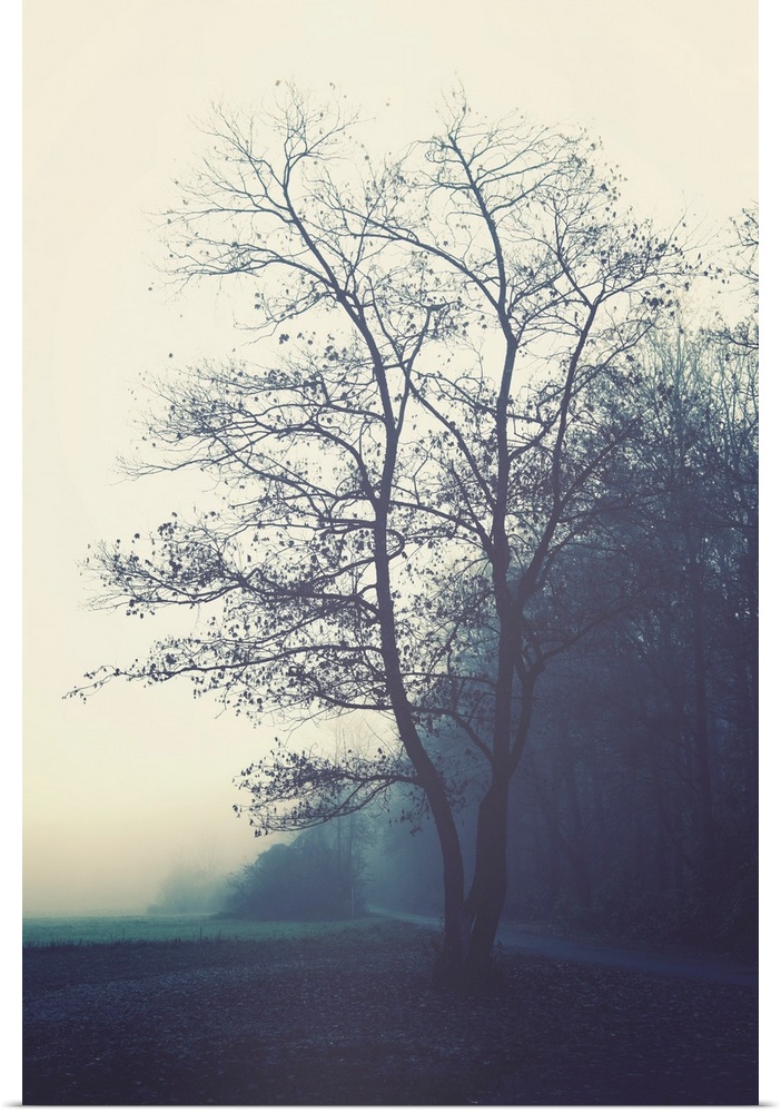 Misty morning in the countryside with a tree in the foreground.