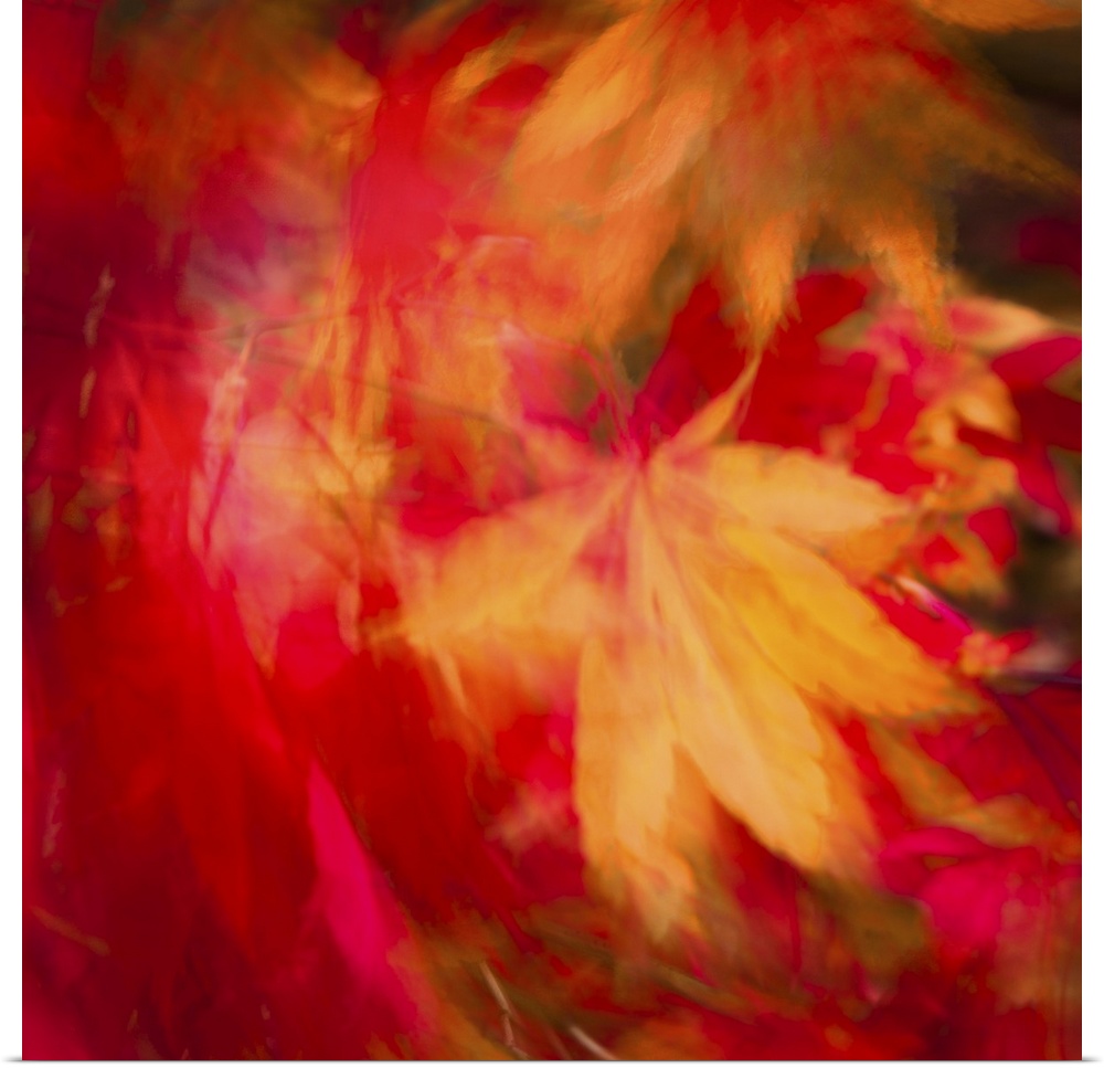 Fiery red and yellow leaves spinning in the wind in shades of hot pink, gold and crimson.