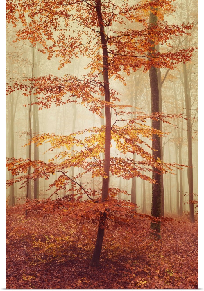 Fine art photo of a misty forest of slender trees in fall colors.