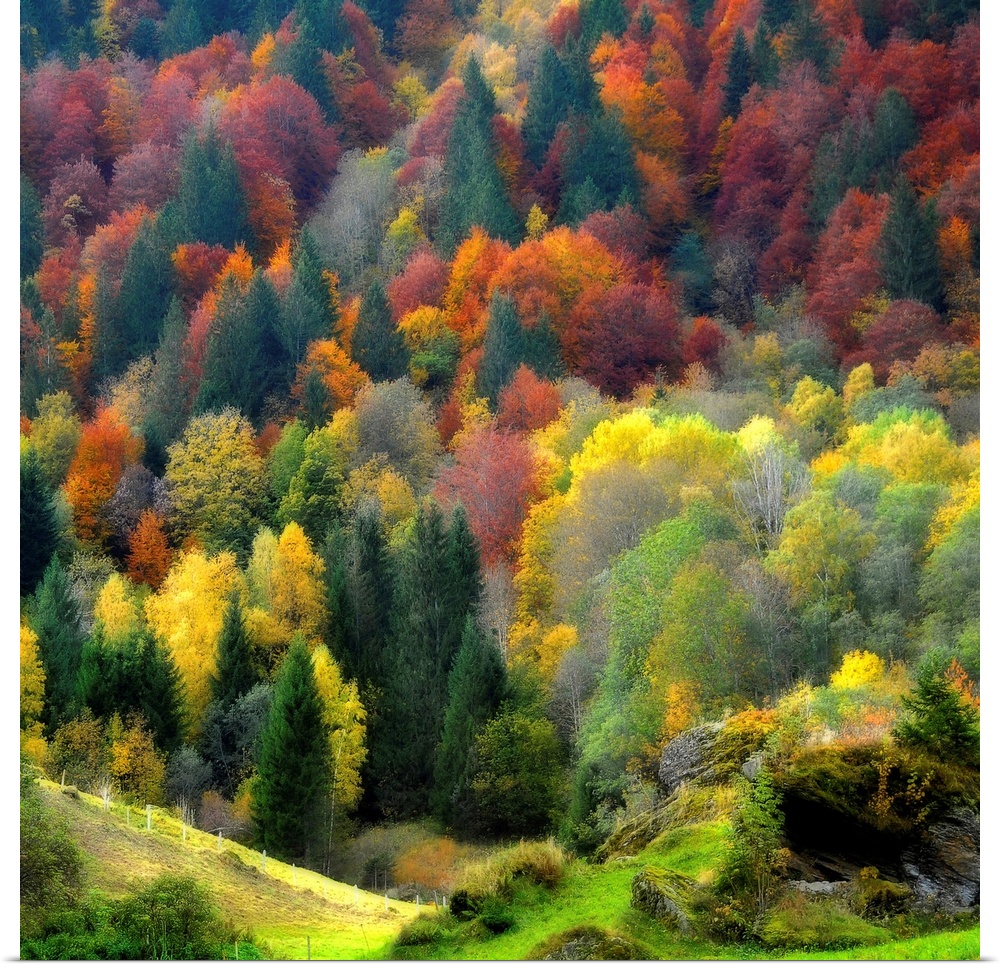 Full color photograph displaying a forest of trees bursting with colors during the fall.