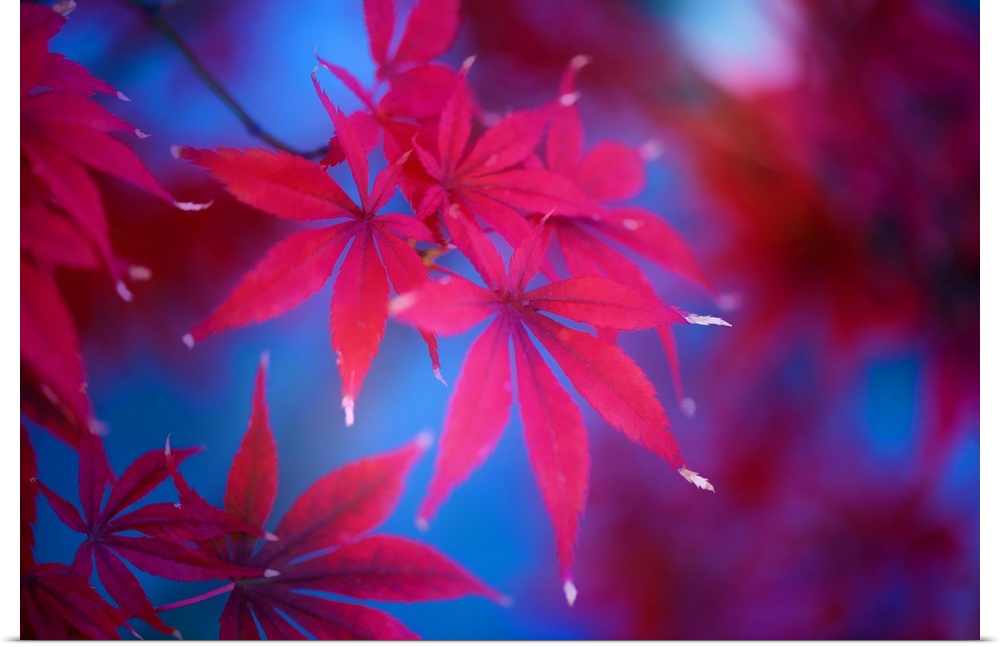 Deep red maple leaves glowing against a hazy blue background.