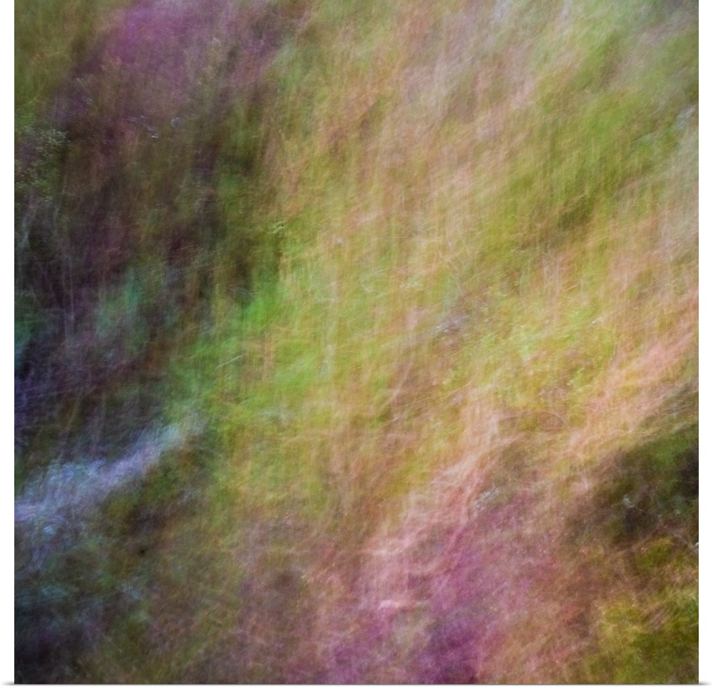 Abstract blurred photograph of fall plants.