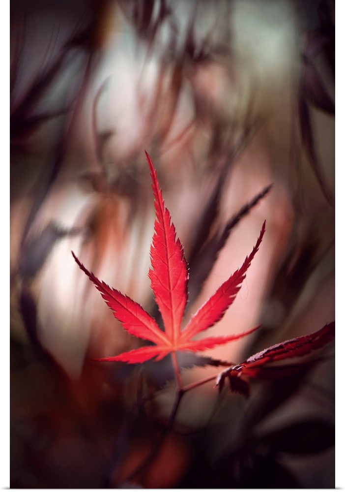 Red maple leaf with a bokeh effect