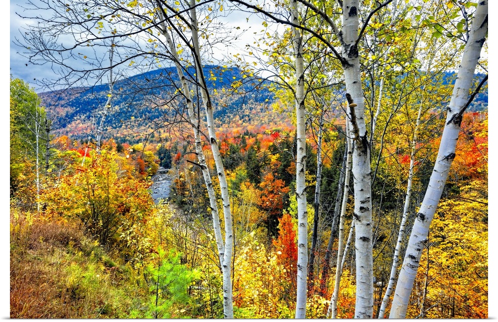 Autumn color explosion in the white mountains with the Pemigewasset River, Franconia, New Hampshire, USA.