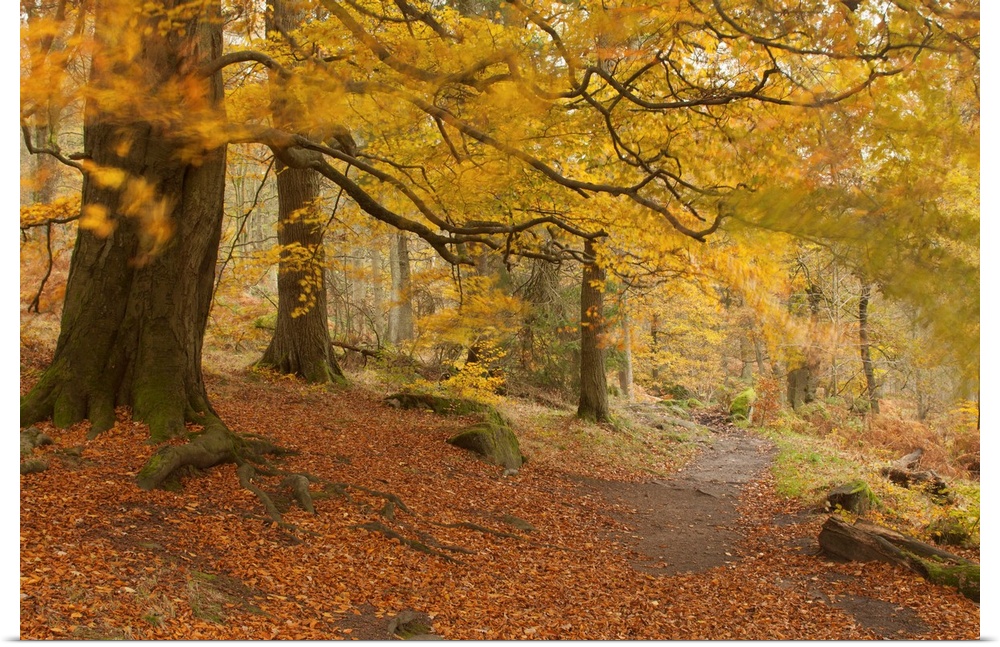 An autumn fall image in an English woodland with yellow gold foliage blown by the wind beneath ancient beech trees and a p...