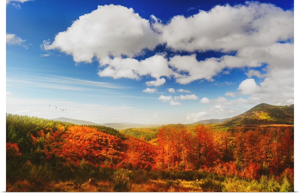 Colorful trees in autumn with beautiful blue sky and clouds