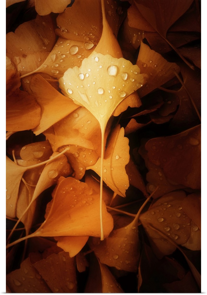 Fallen gingko leaves.